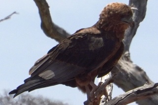 Circaetus cinereus - Einfarb-Schlangenadler (Graubrust-Schlangenadler)